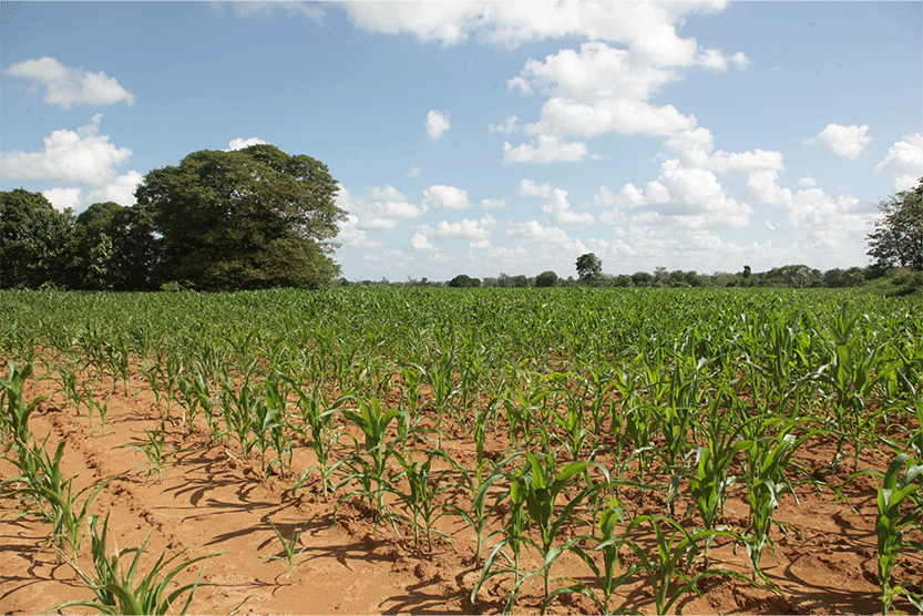 DEKALB - Cultivo de Maíz