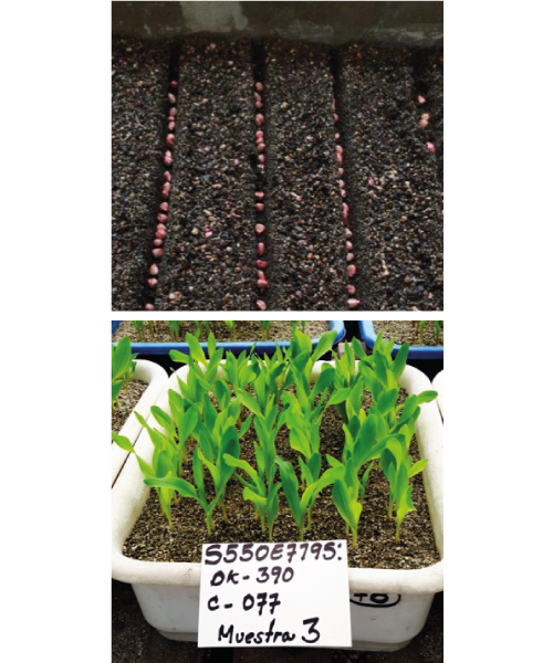 DEKALB - Buenas prácticas agrícolas