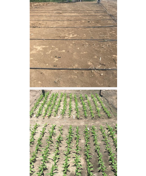 DEKALB - Buenas prácticas agrícolas