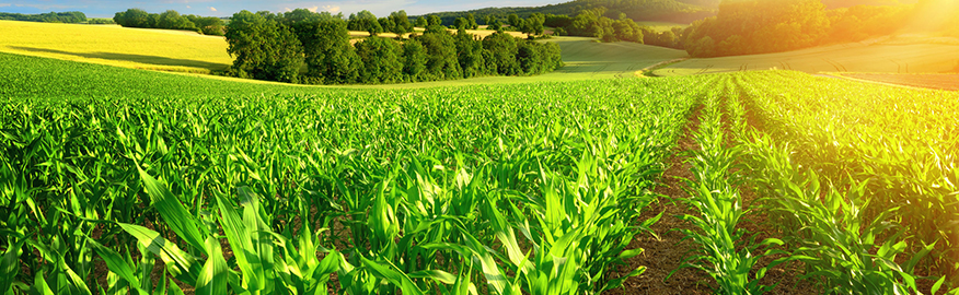 Primavera: Un buen tiempo para aplicar cal agrícola en las parcelas